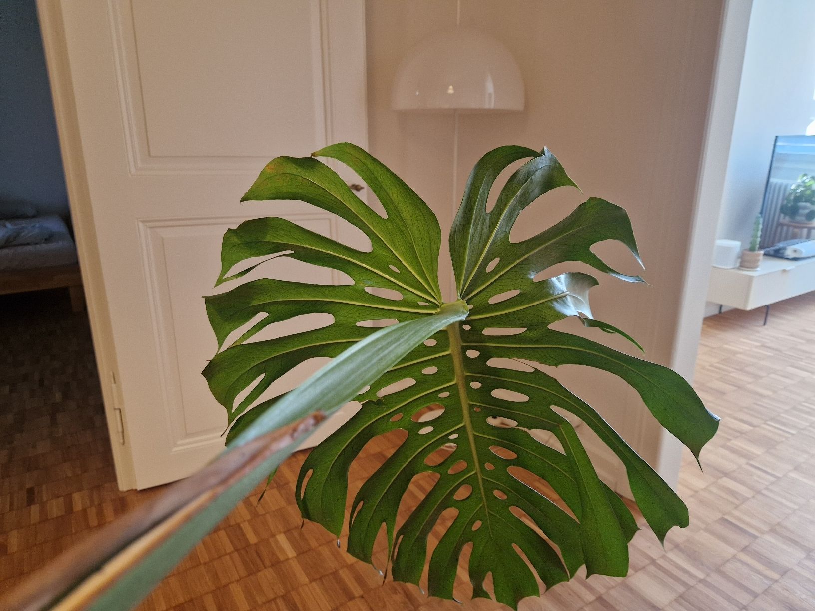 Pflanzen & Samen: Monstera Deliciosa Pflanze Large Form – Gebraucht aus Basel von Musawida 4