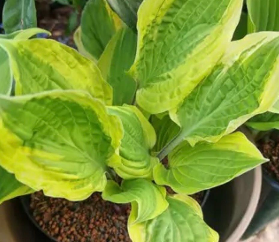 Pflanzen & Samen: Hosta delicious – Gebraucht aus Lajoux JU von Briard0 2
