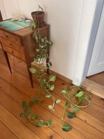 Efeutute panaschiert (Epipremnum) – 2 Stränge (ca. 2.5m)