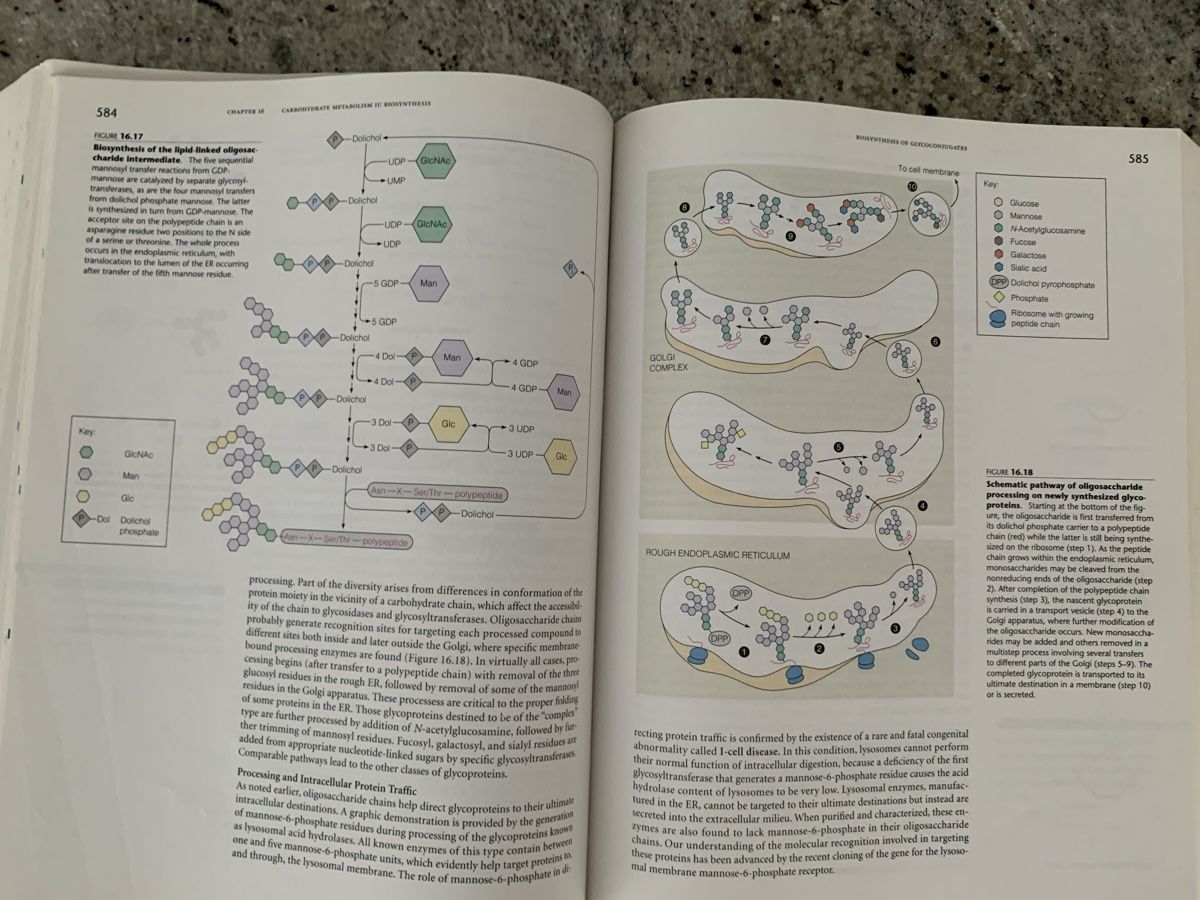 Livres: Biochemistry Textbook 3rd Edition By Mathews, Van Holde – D'occasion à Genève par sunsustains 8