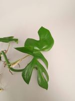 Rhaphidophora tetrasperma / Monstera minima Steckling