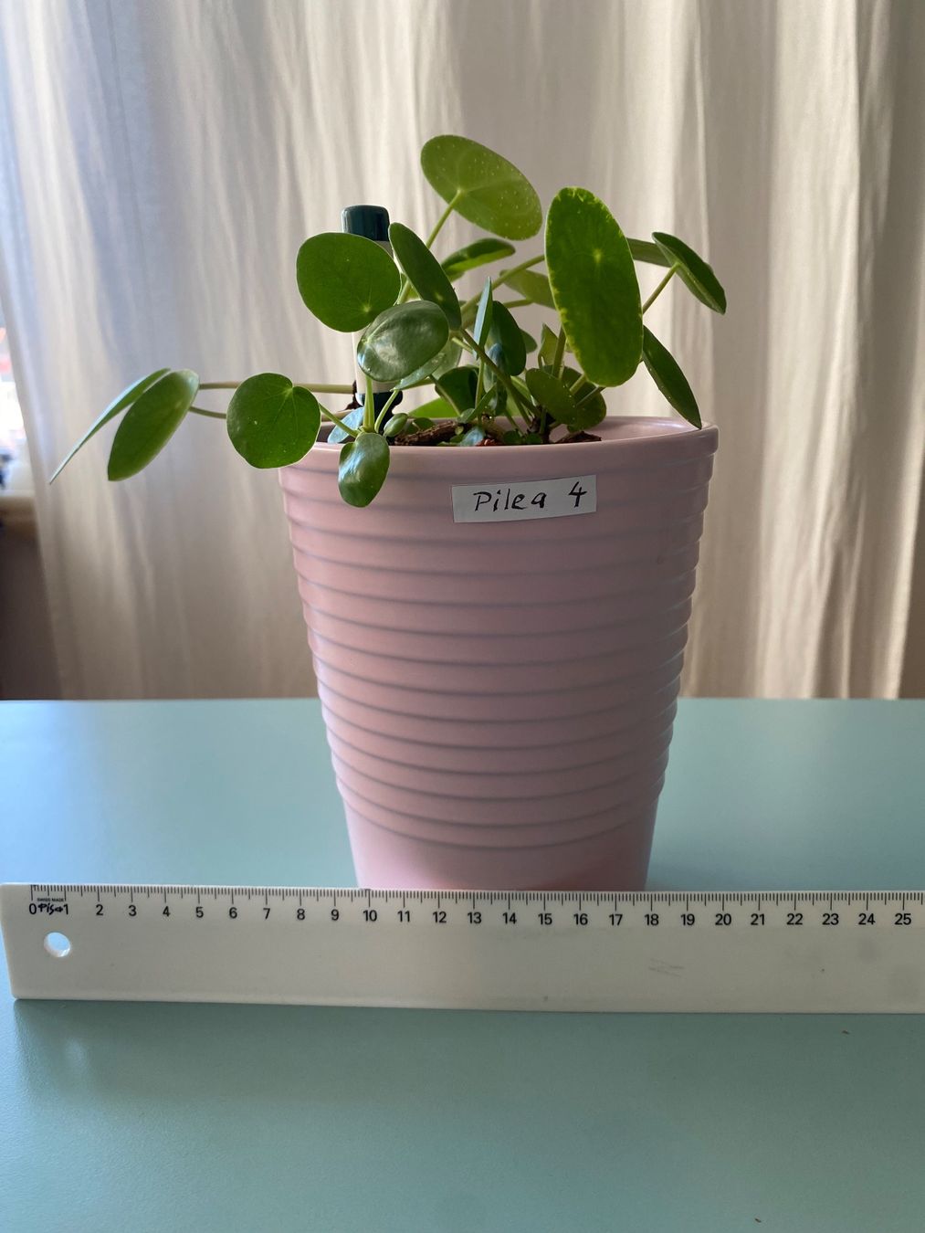 Pflanzen & Samen: Dollar-Pflanze/ Geldbaum/ Pilea mit Nachwuchs – Neu (gemäss Beschreibung) aus Zürich von echt01 1