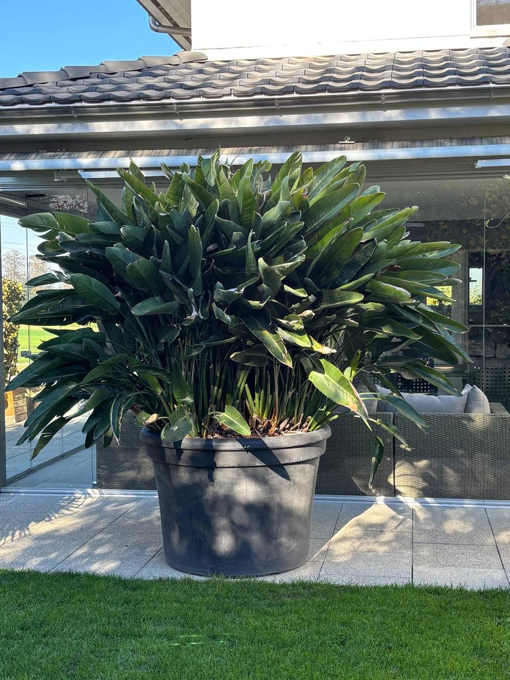 Plantes & graines: Strelitzie – D'occasion à Aeschi SO par cle_yqm2 3