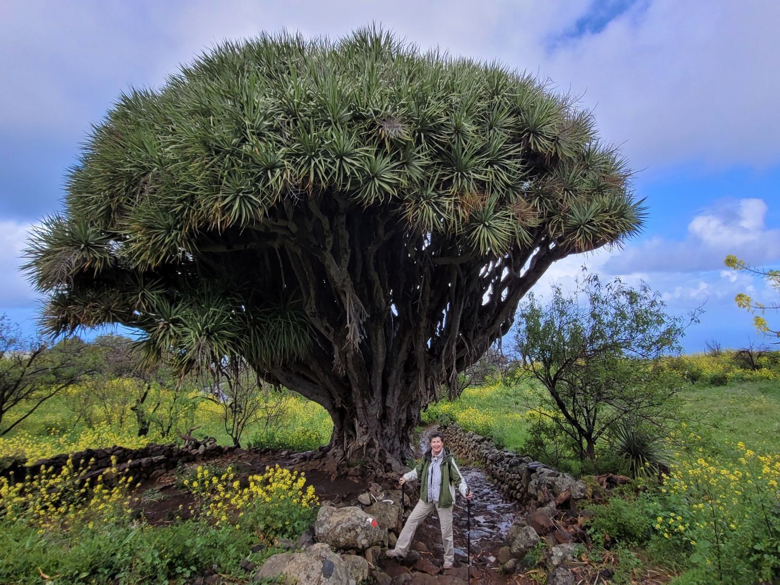 Piante & sementi: Drago, Drachenbaum, Dracaena, 27cm – Nuovo (secondo la descrizione) da Unterengstringen venduto da orpheo13 3
