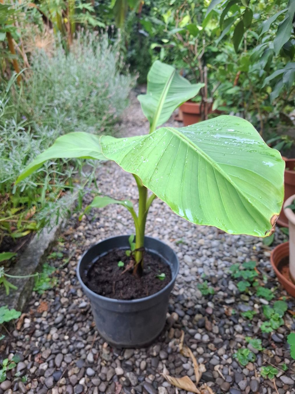 Plantes & graines: Pflanze winterharte Banane – D'occasion à Zürich par esap 1