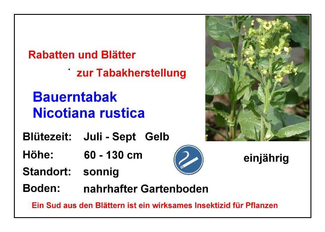 Piante & sementi: Bauerntabak - Nicotiana rustica - ca. 300 Samen – Nuovo e nell'imballaggio originale da Sumiswald venduto da Cham14559 1
