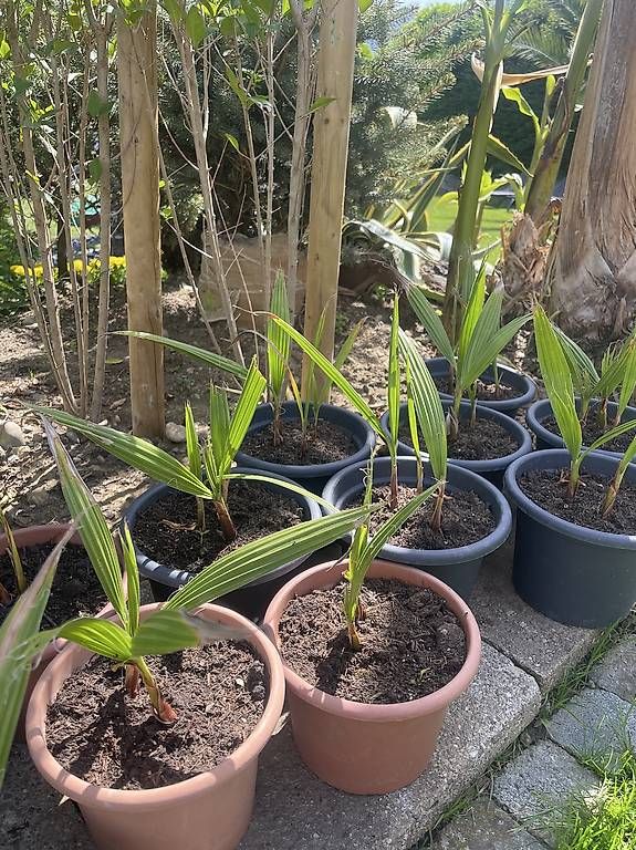 Piante & sementi: Washingthonia-Palme – Usato da Steckborn venduto da zack011 1