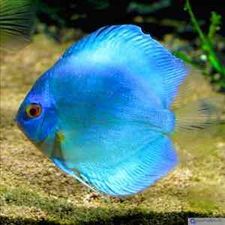 Profile image of Bluediskus