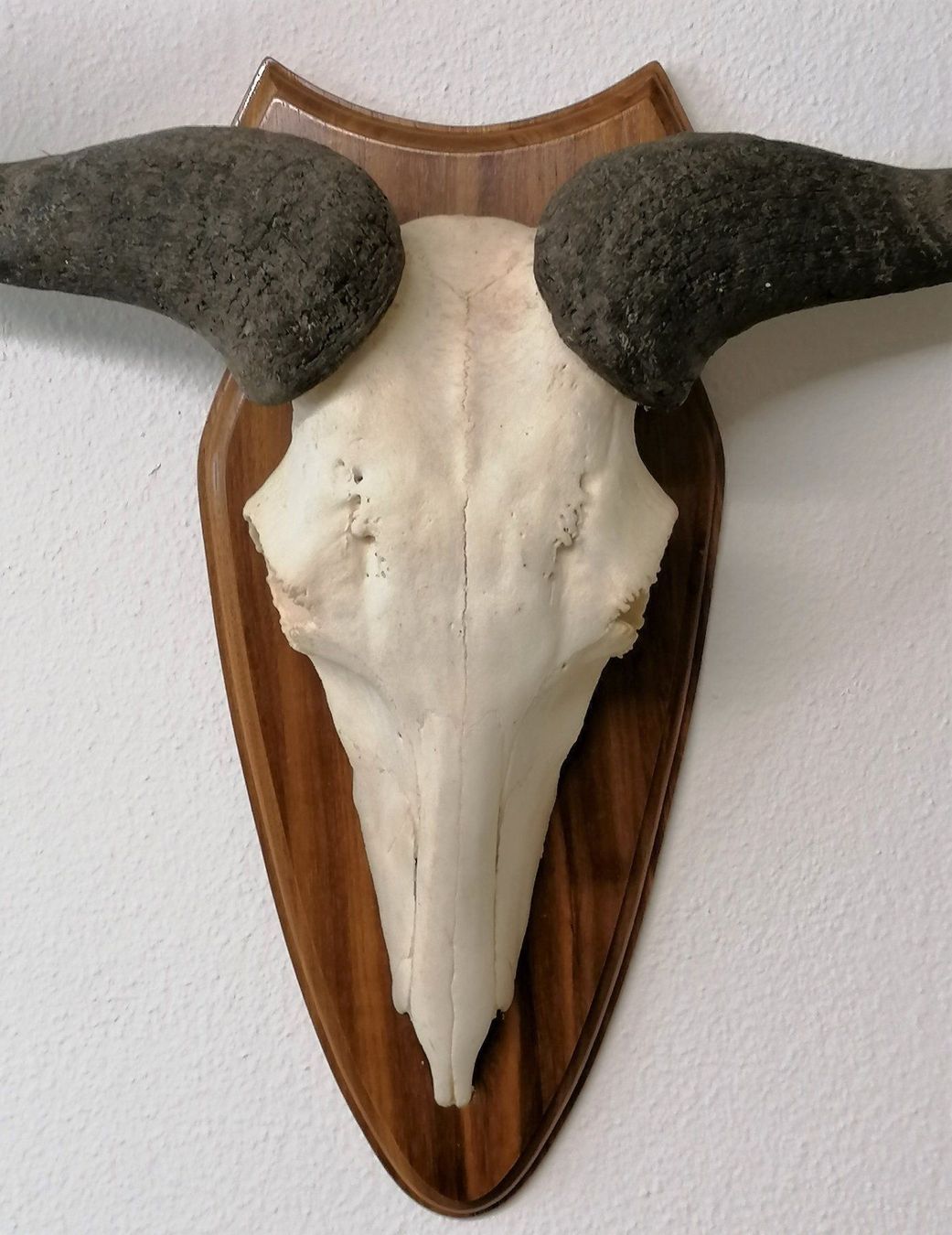 Sonstiges zum Sammeln & Seltenes: Gnu Streifengnu Geweih Trophäe – Gebraucht aus Reinach BL von fliegenrolli 2