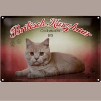 🔥 BRITISCH KURZHAAR Katzen Blechschild 🎀 20x30cm OVP 🔥