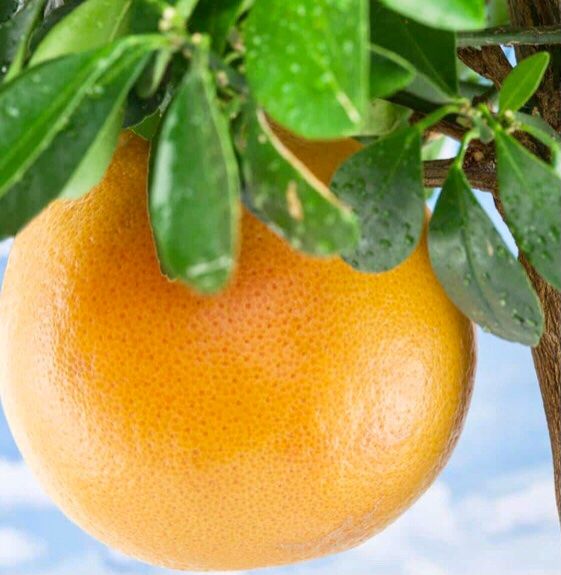 Pflanzen & Samen: 10 Samen Rote Grapefruit STAR RUBY "Citrus Paradisi" – Neu und originalverpackt aus Rovio von POSITIFFARTandPLANTS 2