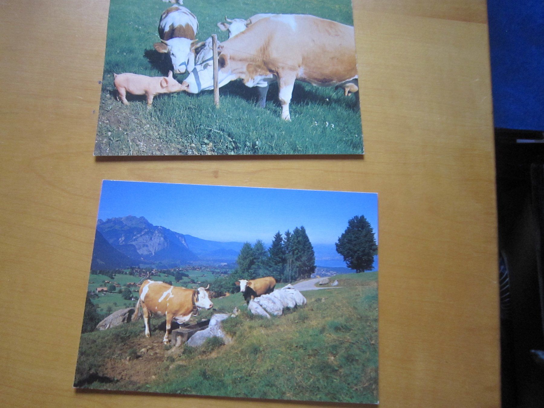 Cartoline postali: No 17 schöne Postkarten Kühen – Usato da Gordola venduto da Polentaefung 3