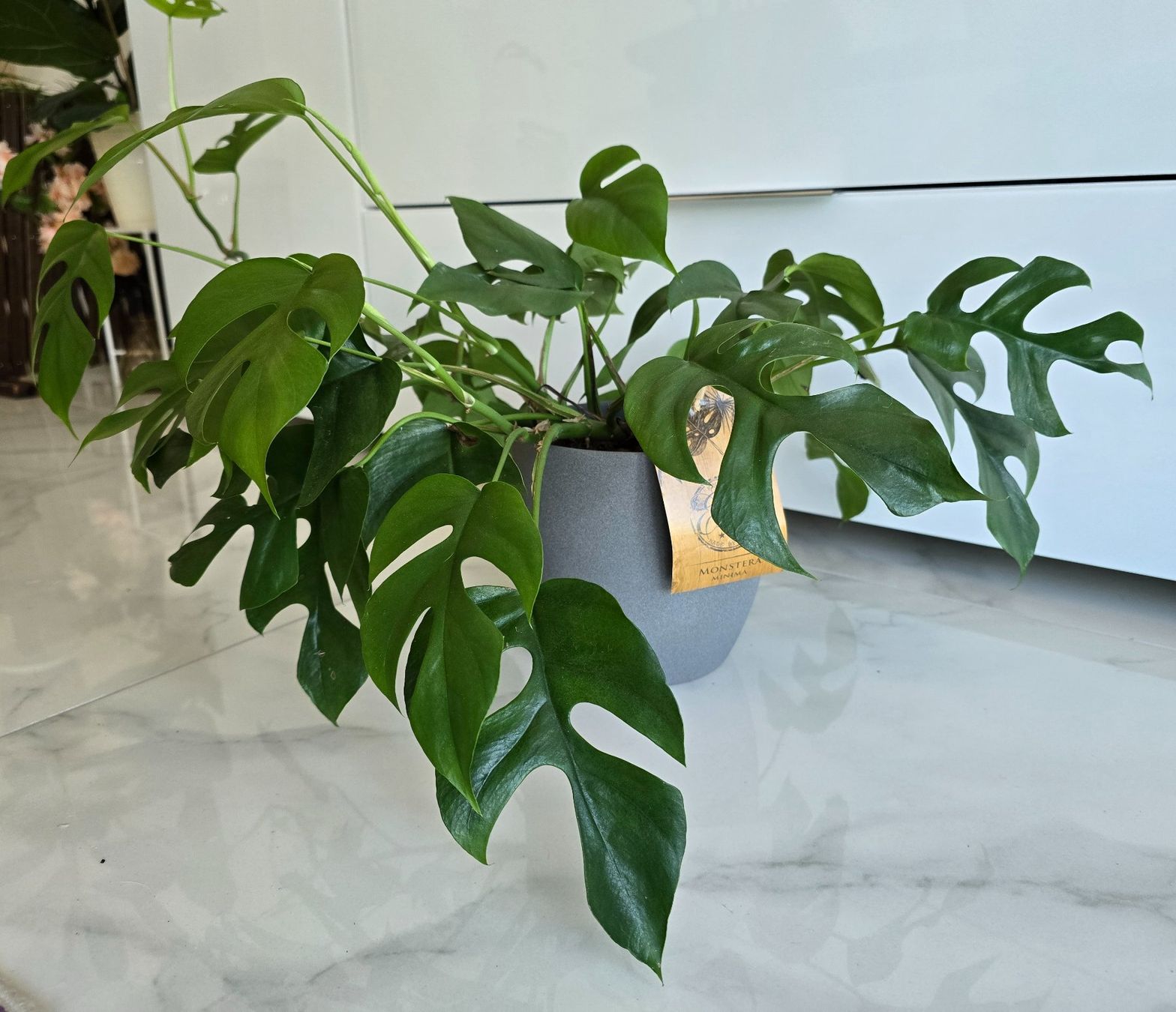 Piante & sementi: Monstera Minima Zimmerpflanze mit Topf – Usato da Aarburg venduto da Glitzerschein