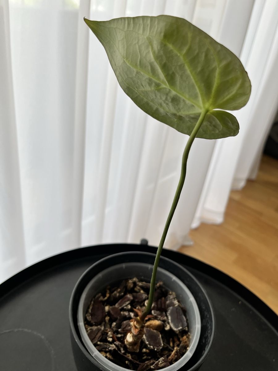 Plantes & graines:  Anthurium Regale – D'occasion à Uster par ke114 2
