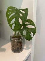 Monstera adansonii 🌱🐒