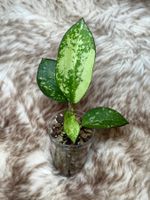Hoya Patcharawalai splash (ex. Icensis 023) 🦄✨