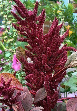Piante & sementi: Amaranthe GIANT PURPLE INTENSE 25g – Nuovo (secondo la descrizione) da Bremblens venduto da FIBONACCI369 3