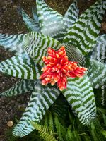 Aechmea Amina - Bromelie mit Zebra-Blättern und Feuer-Blüte