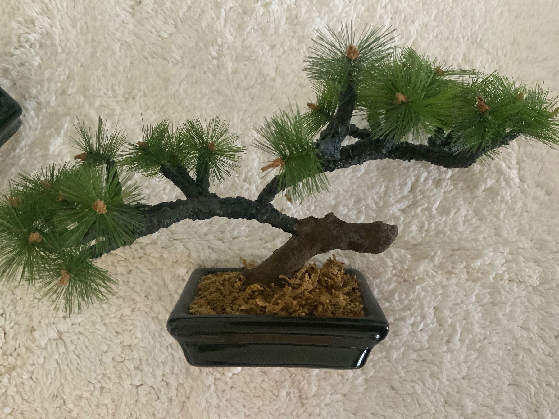 Plantes & graines: Bäumchen – D'occasion à Oberwil-Lieli par Gloria112 1