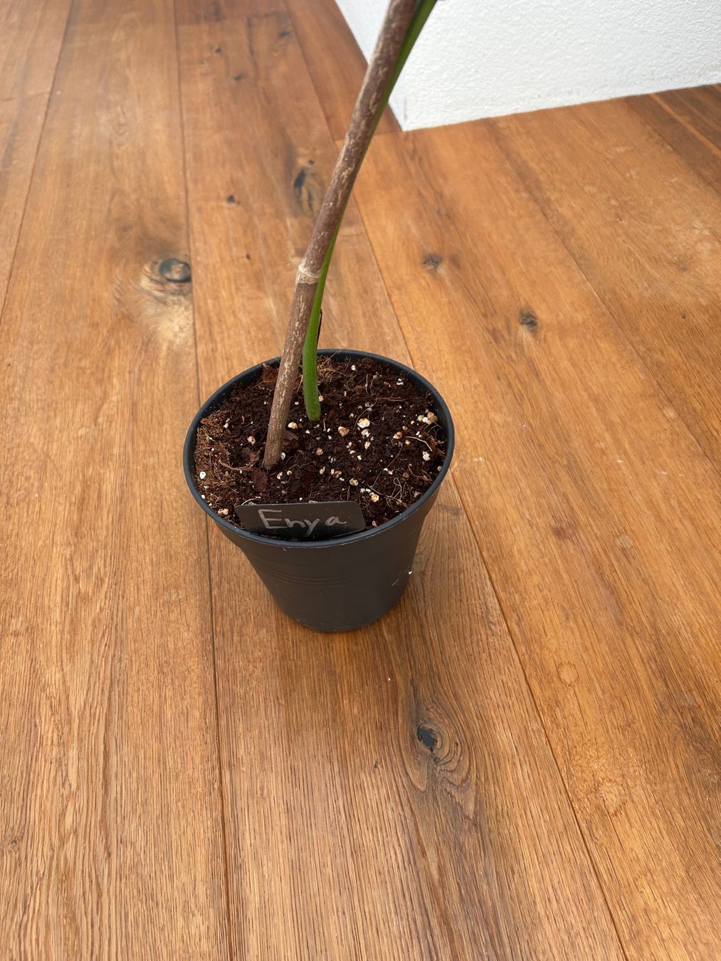 Piante & sementi: Monstera Dubia XL Steckling – Usato da Wattwil venduto da Mikesplantshop 3