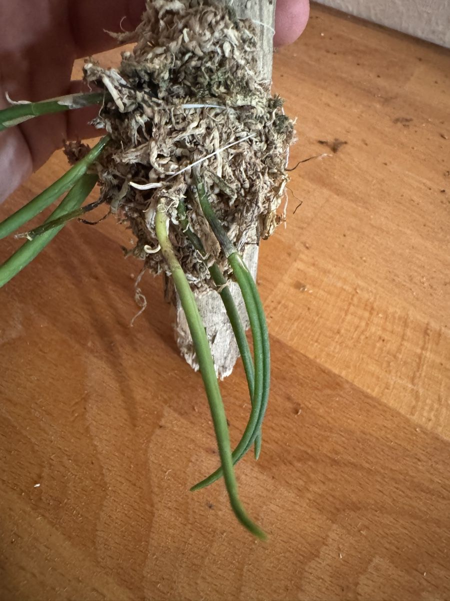 Pflanzen & Samen: Leptotes bicolor – Gebraucht aus Männedorf von mrclst 3