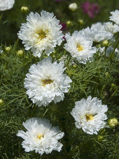 Piante & sementi: 30 Samen Schmuckkörbchen DOUBLE WHITE – Nuovo (secondo la descrizione) da Ehrendingen venduto da VerveinaSamen 2
