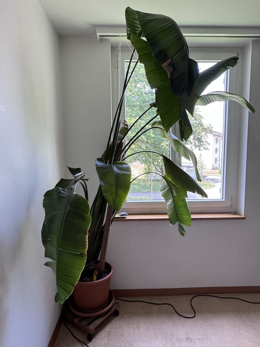 Piante & sementi: Riesige Strelitzia abzugeben – Usato da Winterthur venduto da nolieboli 1