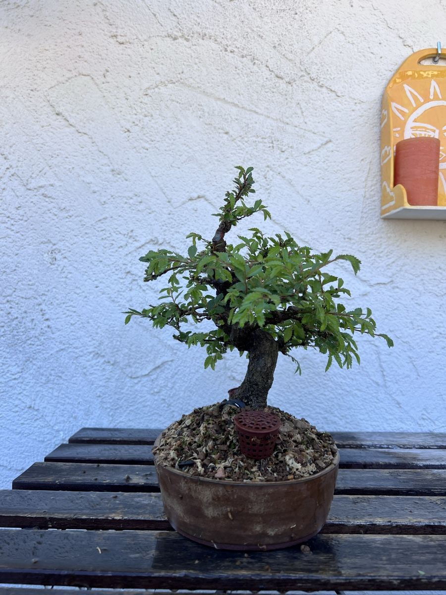 Piante & sementi: Chinese Elm Bonsai – Usato da Genève venduto da dan_tt69 4