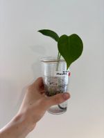😍 Monstera Deliciosa (Large Form) Baby Nr. 1