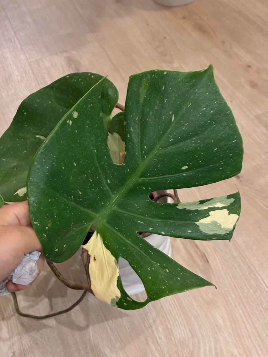 Pflanzen & Samen: Monstera Thai Constellation Pflanze panaschiert – Gebraucht aus Reinach BL von isa_cgz8 2