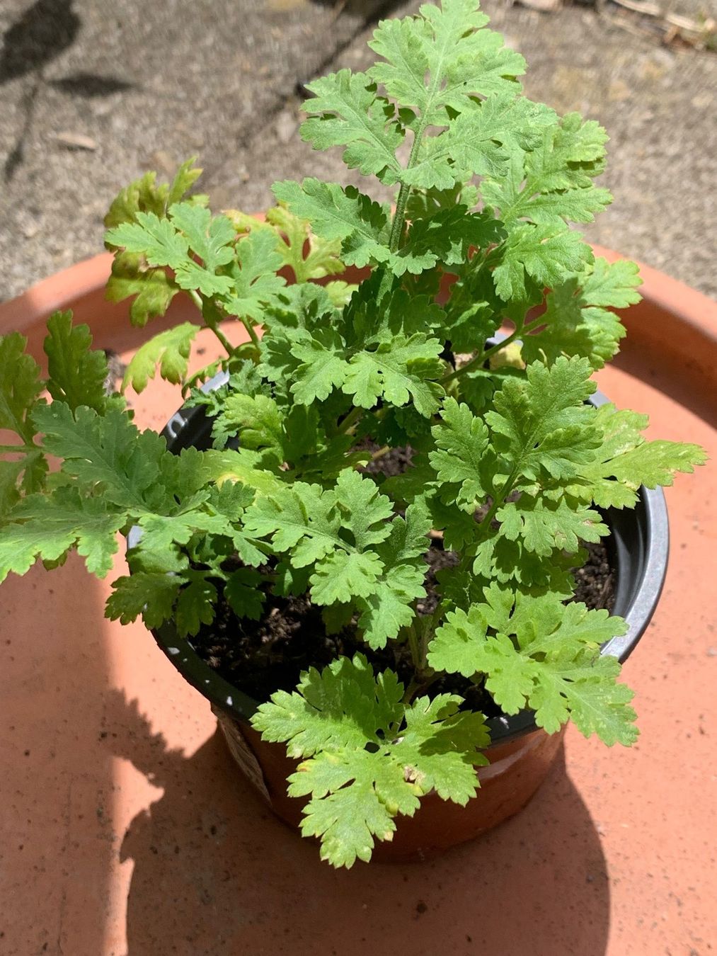 Plantes & graines: Mutterkraut / Pflanze gegen Migräne – Neuf (Voir description) à Hinteregg par ERFOLG78 1