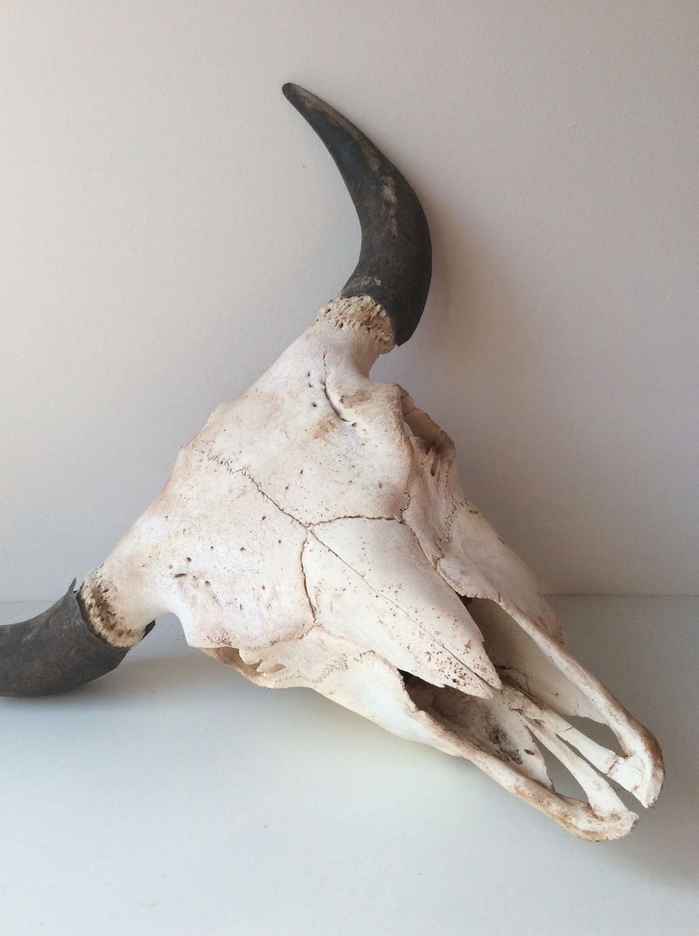 Sculture & Statue: Kuhschädel / Stierschädel / Bisonschädel – Usato da Belp venduto da Familie-Meyer 1