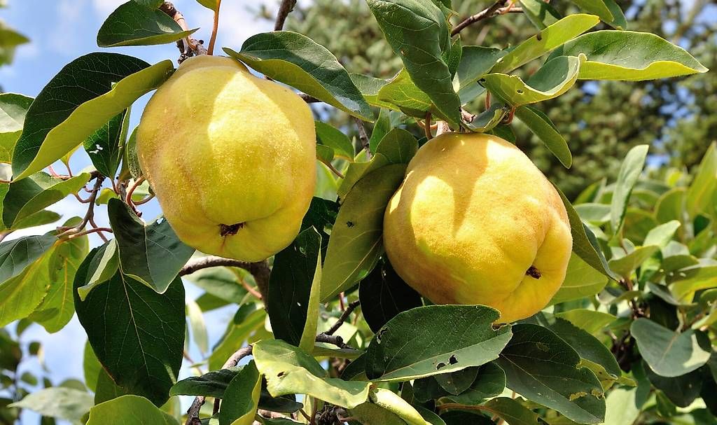 Cibi & Specialità: Schöne grosse Quitten ungespritzt – Nuovo (secondo la descrizione) da Rüedisbach venduto da Onlinemarkt 2