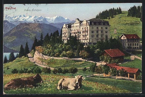 Cartes postales: Rigi-First, Hotel mit weidenden Kühen u – D'occasion à Berlin par bartko-reher