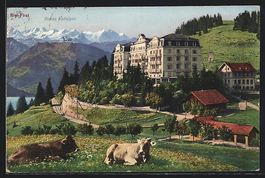 Rigi-First, Hotel mit weidenden Kühen u