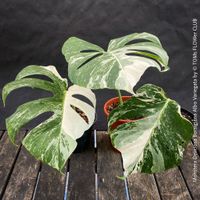 Monstera Deliciosa Borsigiana Albo-Variegata - TOP robust