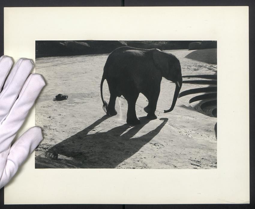 Photos & affiches: Fotografie junger Elefant uriniert in ei – D'occasion à Berlin par bartko-reher