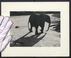 Fotografie junger Elefant uriniert in ei
