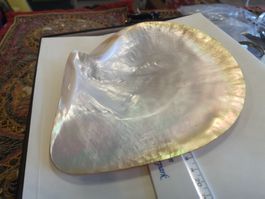 Muschel Mabeperle Mother of Pearls Perlmutt Gold Lip ohne Pe