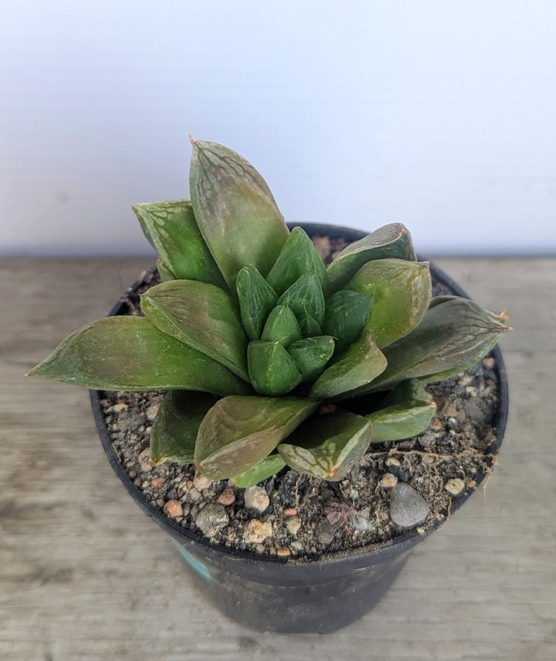Piante & sementi: Haworthia  – Usato da Comano venduto da che_8lc2
