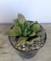 Haworthia 
