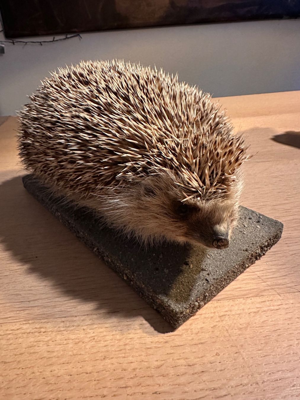 Il mondo degli animali: Präparierte Igel – Usato da Arboldswil venduto da Rhacodactylus