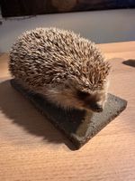 Präparierte Igel