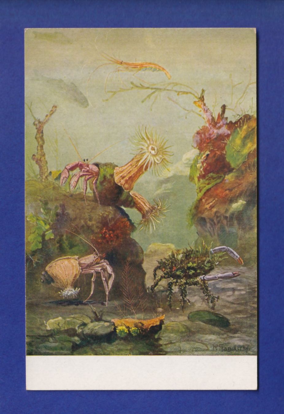 Cartoline postali: CRUSTACE – Usato da Pully venduto da nicecards-shop