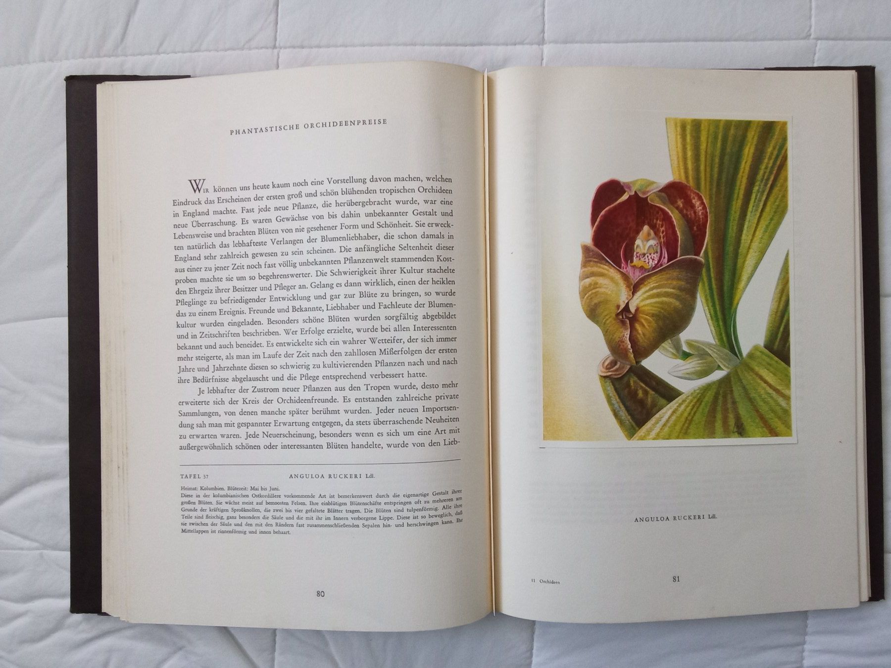 Bücher: Silva Buch Orchideen – Gebraucht aus Zürich von tol_b7c7 4