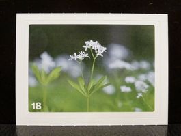 MIGROS MANIA Nature Detectives Nr. 18