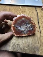 Versteinertes Holz Stück Querschnitt mit Farbverlauf (Q)
