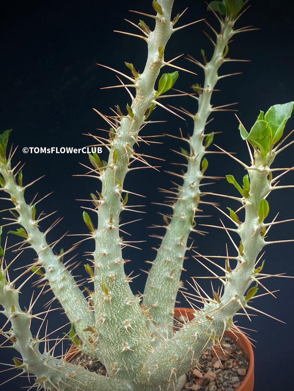 Piante & sementi: Pachypodium Saundersii 45x25cm – Nuovo e nell'imballaggio originale da Adliswil venduto da MarkyForest 2