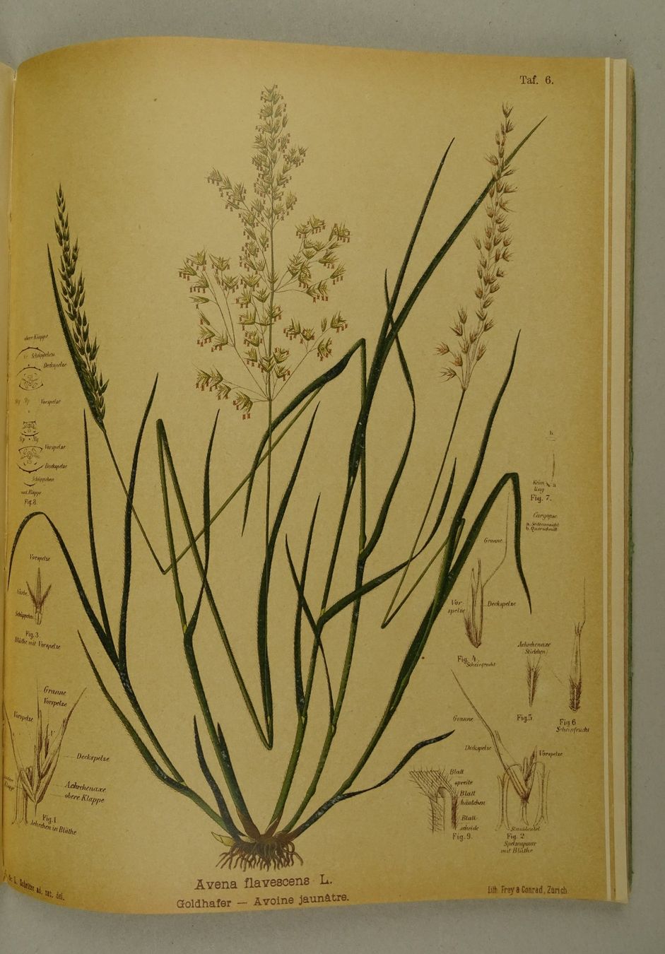 Libri: DIE BESTEN FUTTERPFLANZEN, 1892 – Usato da Grüningen venduto da Kartensammler 5