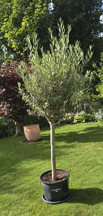 stechpalmen bilder Europäische Stechpalme (Ilex aquifolium) | 20-40 cm mit Wurzelballen